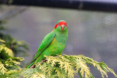Close-up of parrot perching on branch