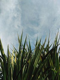 Crops growing on field against sky