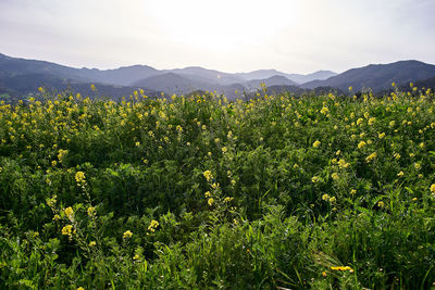 Plants growing on field against sky and mountains 