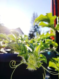 Close-up of potted plant