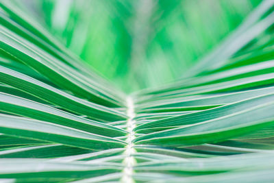 Full frame shot of palm leaf