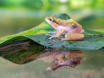 Close-up of frog on leaf