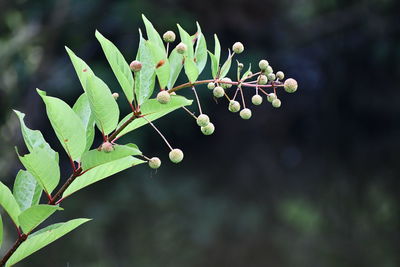 Close-up of berries growing on plant