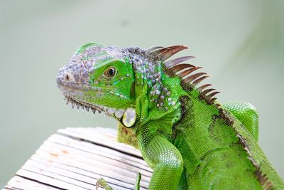 Close-up of  ale iguana 
