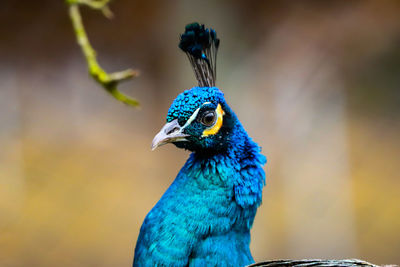 Close-up of a peacock