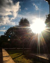 Sun shining through trees