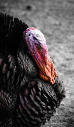 Close-up of a bird