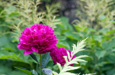Close-up of pink flowers blooming outdoors