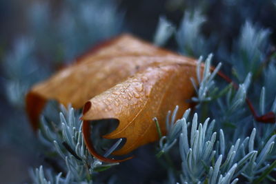 Close-up of a leaf