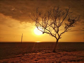 Bare tree by sea against sky during sunset