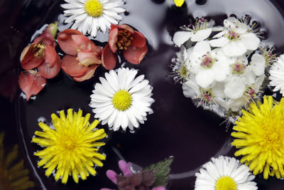 Close-up of white daisy flowers