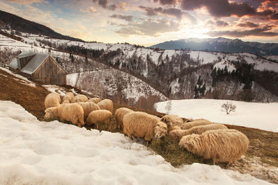 Scenic view of mountains against sky during winter