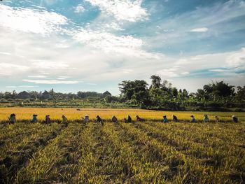 Scenic view of field against sky