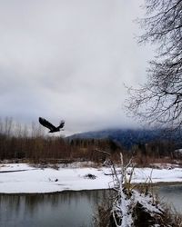 Bird flying over snowcapped mountain against sky