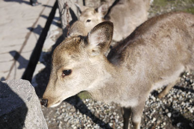 Close-up of deer