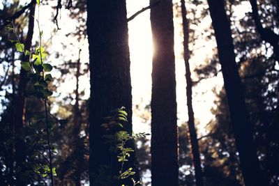 Low angle view of trees against sky