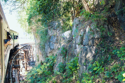 Ivy growing on tree against sky