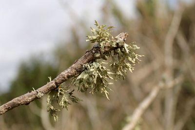 Close-up of flower tree