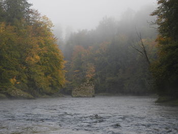 Trees by river in forest during autumn