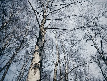 Low angle view of bare tree against sky