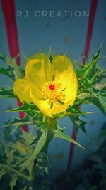 Close-up of yellow flower blooming outdoors