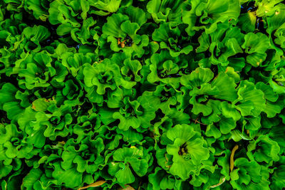 Full frame shot of fresh green plants