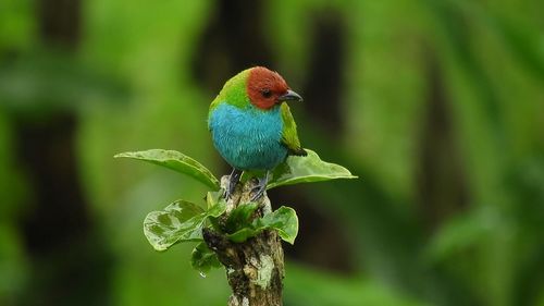 Close-up of bird perching on plant