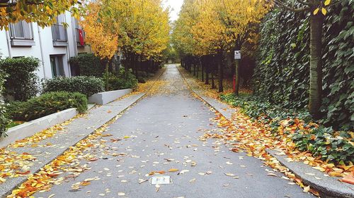 Fallen leaves on tree during autumn