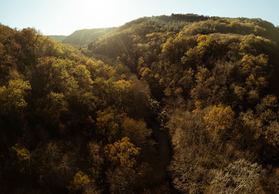 High angle view of trees in forest during autumn