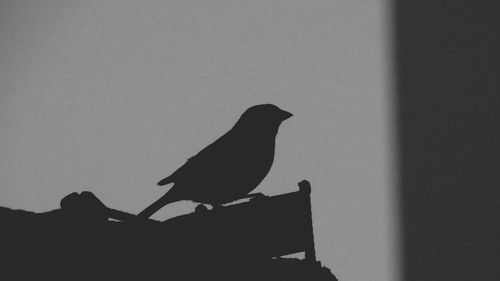 Low angle view of silhouette bird perching against clear sky