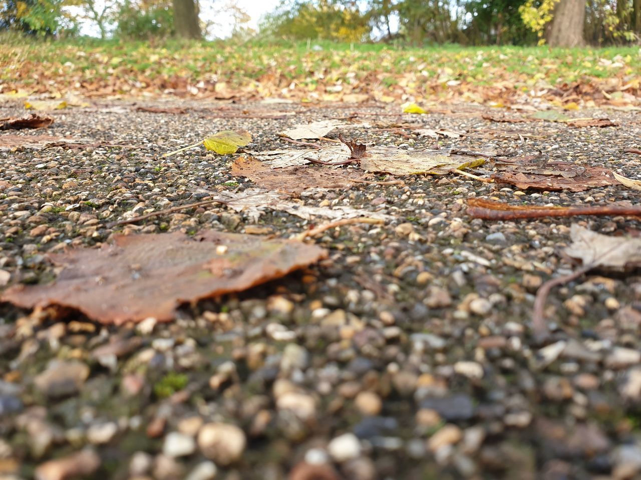 SURFACE LEVEL OF LEAVES ON FIELD