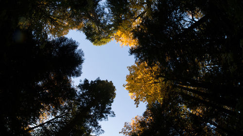 Low angle view of trees in forest against sky