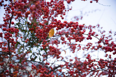 Low angle view of berries on tree