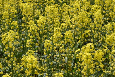 Full frame shot of fresh yellow flowering plants in field