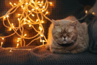 Scottish cat with blurred bokeh lights. shorthair pet. concept of home comfort with domestic animals