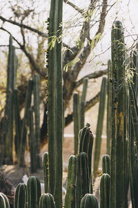 Cacti growing in a row in arid climate in san miguel de allende, mexico