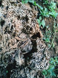 Close-up of mushroom growing on field