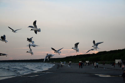 Flock of seagulls flying over beach