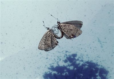 Close-up of insect