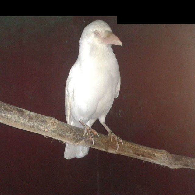 animal themes, bird, one animal, wildlife, animals in the wild, perching, full length, close-up, white color, beak, zoology, nature, side view, seagull, focus on foreground, day, white, outdoors, no people, auto post production filter