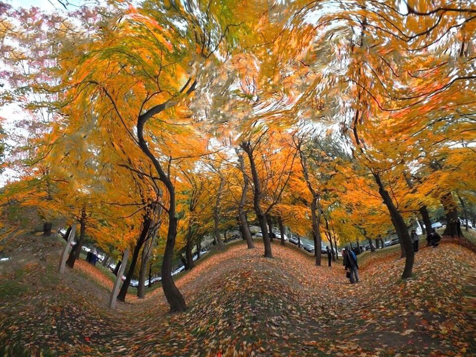 VIEW OF TREES IN AUTUMN DURING WINTER