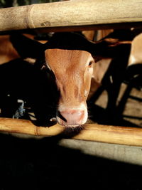 Close-up portrait of cow in pen