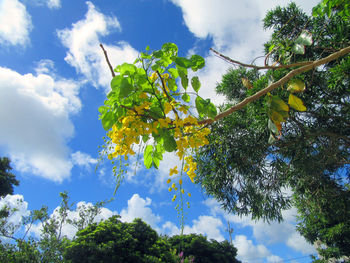 Low angle view of tree against sky