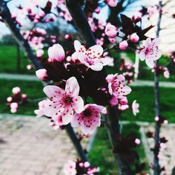 Close-up of pink flowers blooming on tree
