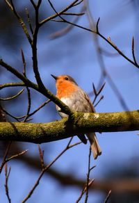 Low angle view of bird perching on branch