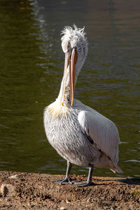 View of bird on lakeshore