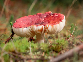 Close-up of mushroom on field