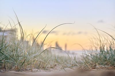 Close-up of grass on beach against sky during sunset