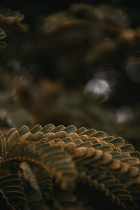 Low angle view of plant