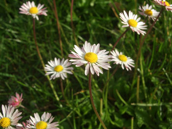 Close-up of yellow flower blooming in field